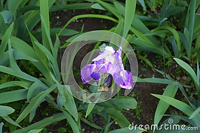 Top view of single purple flower of bearded iris Stock Photo