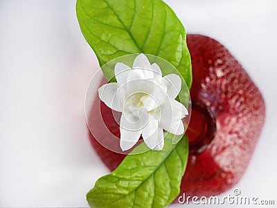 Top view, Single white flower of Grand Duke of Tuscany, Arabian white jasmine, Jasminum sambac with green leaf in a red Stock Photo