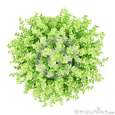 Top view of small boxwood plant isolated on white Stock Photo