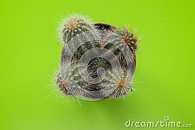 Top view small green cactus plant in pot isolated on green background Stock Photo