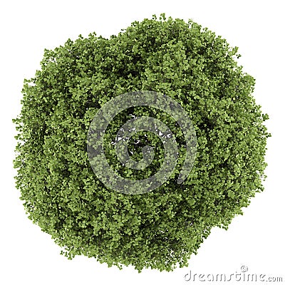 Top view of small-leaved lime tree isolated on white Stock Photo