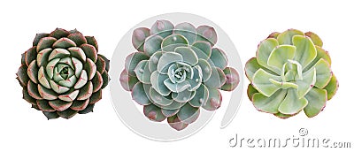 Top view of small potted cactus succulent plants, set of three various types of Echeveria succulents including Raindrops Echeveria Stock Photo