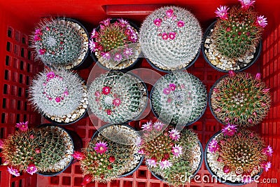 Top view of small potted various types Mammillaria cactus succulent plants with tiny pink flowers on red plastic basket Stock Photo