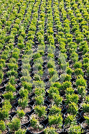 Top view of small thuja occidentalis in garden center. Coniferous nursery outdoor Stock Photo