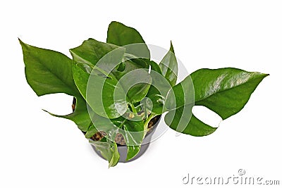 Top view of small tropical 'Rhaphidophora Tetrasperma' houseplant with leaves with holes isolated on white background Stock Photo