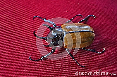 Smart five horn stag beetle red clothes floor Stock Photo