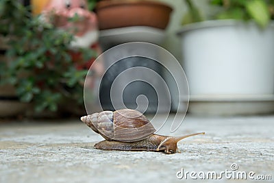 Top view of snail, focus selective Stock Photo