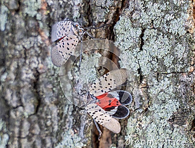Top view of Spotted Lanternfly Lycorma delicatula, Berks County, Pennsylvania Stock Photo