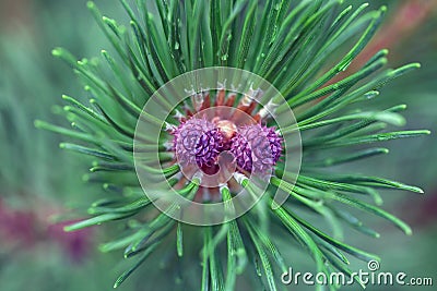 Top view of a sprig of pine with charming young pine cones. Close-up. Stock Photo