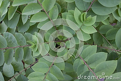 Top view of Star gooseberry or Phyllanthus acidus tree. Stock Photo