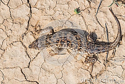 Top view Steppe Runner Lizard or Eremias arguta on dry ground Stock Photo