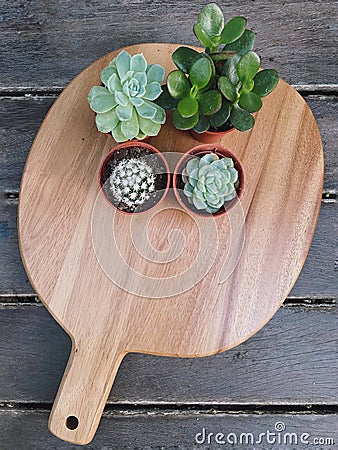 Top view of Succulent Cactus Preparing Editorial Stock Photo