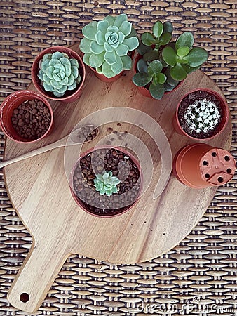 Top view of Succulent Cactus Preparing Editorial Stock Photo