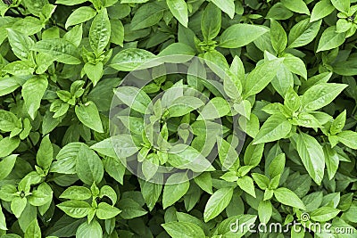 Sweet Basil leaves in the garden background. Green basil leaf agriculture . Ocimum basilicum Linn. ( LABIATAE ) Stock Photo