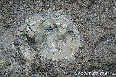 Top view of tapir pawprint Stock Photo