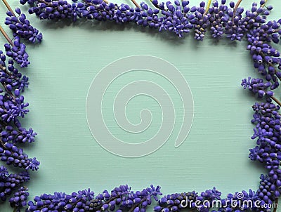 Top view of a teal mint green background with purple violet lavender spring bulb flowers for copy and text Stock Photo