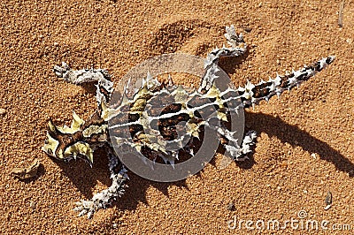 Top view of Thorny Devil Stock Photo