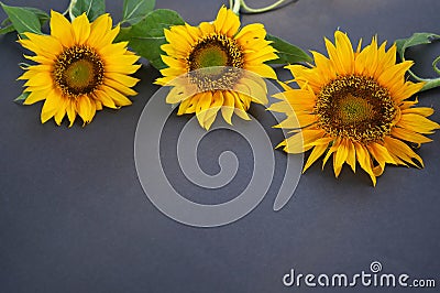 Three sunflowers on gray background. Stock Photo