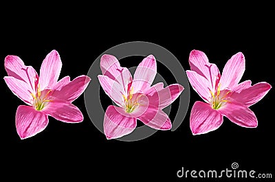 Top view three violet crocus flower blossom bloom isolated on black background for stock photo or illustration, summer plants, Cartoon Illustration