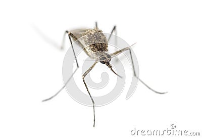 Top view of a Tiger mosquito Stock Photo