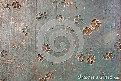 Top view traces of dog in the floor, animal footprints on the concrete. Stock Photo