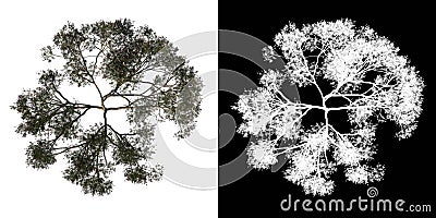 Top view tree (Rain Tree Albizia Saman 3) white background alpha png 3D Rendering Ilustracion 3D Stock Photo