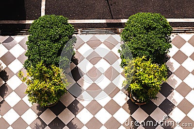 Top view of tropical outdoor decorated plant on the tiled pavement Stock Photo