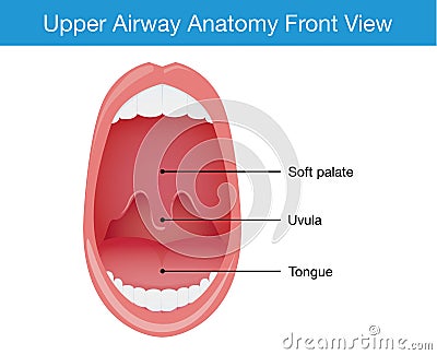 Top view of upper airway human anatomy Vector Illustration