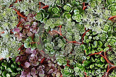 Top view of variety of cactus in a pot Stock Photo