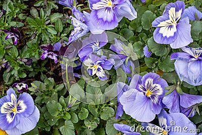 Top view of colourful pansies in a suburban garden. Photographed in April. Stock Photo