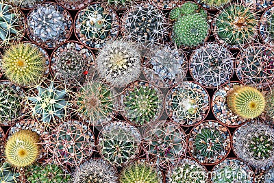 Top view of various cactus house plants selection. Cactus plants background. Stock Photo