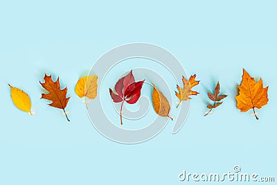 Top view of various colorful autumn leaves over light blue background. Copy space Stock Photo