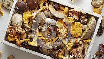 Top view of various wild mushrooms collected in wooden box Stock Photo