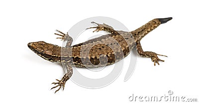 Top view of a Wall lizard with its tail cut Stock Photo