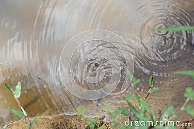 Top view of a waving water surface of a ditch full of water with a floating frog Stock Photo