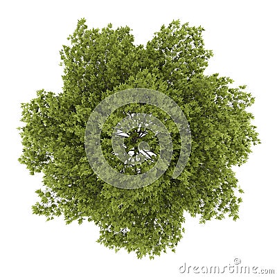 Top view of white ash tree isolated on white Stock Photo