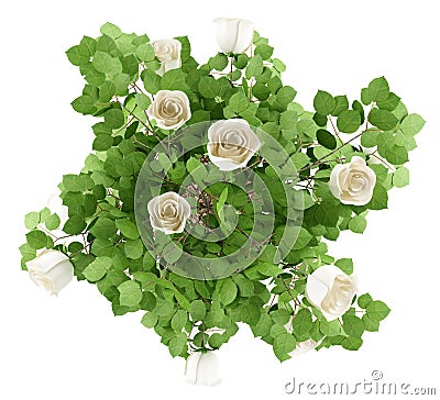 Top view of white rose tree plant isolated on white Stock Photo