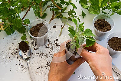 Top view of woman hand rooting the geranium cuttings in the plastic cups Stock Photo