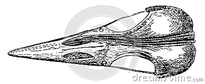 Top View of a Woodpecker Skull vintage illustration Vector Illustration