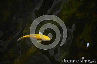 Top view of yellow carp fish in the pond Stock Photo