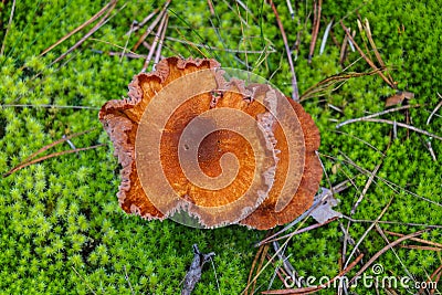 Top view of yellow mushrooms. Green moss. Fall. Cool weather Stock Photo