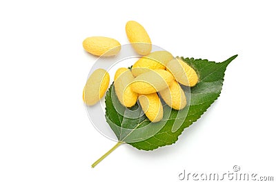 Yellow silkworm cocoons Stock Photo