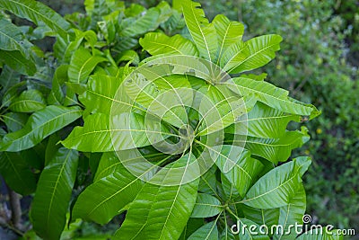 Top view of Young leaves of mango that have sprouted new tops Stock Photo