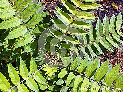 Top view of a young sapling tree Ailanthus altissima Stock Photo