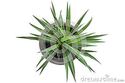 Top view of young Spider Plant or Chlorophytum bichetii Karrer Backer plant is growing in brown pot isolated on white background Stock Photo