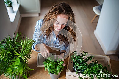 Top view of young woman indoors at home, cutting herbs. Stock Photo