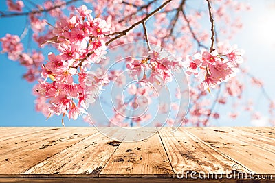pink cherry blossom flower sakura on sky background in spring season. Stock Photo