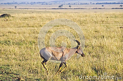 Topi Stock Photo