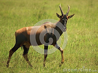 Topi Stock Photo