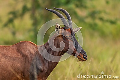 Topi antelope - Damaliscus lunatus Stock Photo
